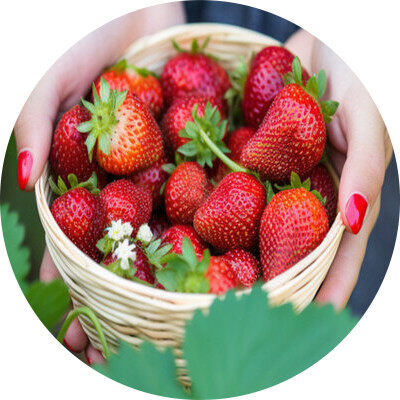 玄玉草莓