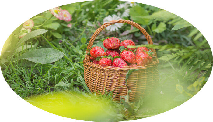 雪里香草莓