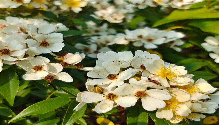 小果薔薇