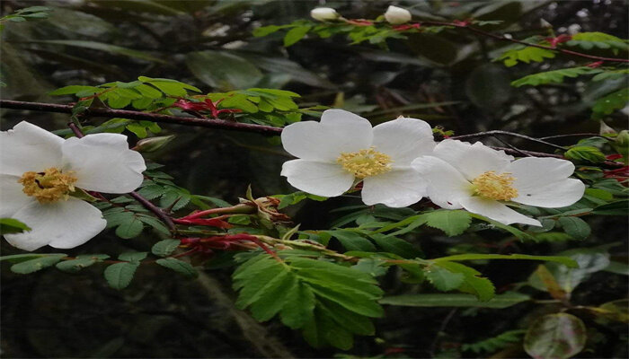 峨眉薔薇