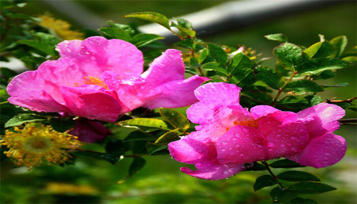 繅絲花