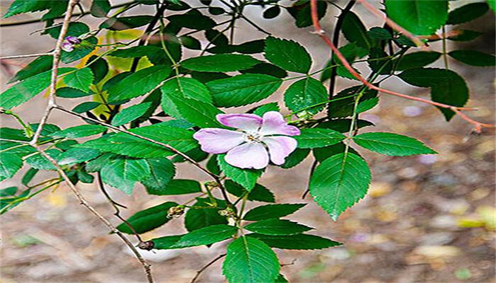 懸鉤子薔薇