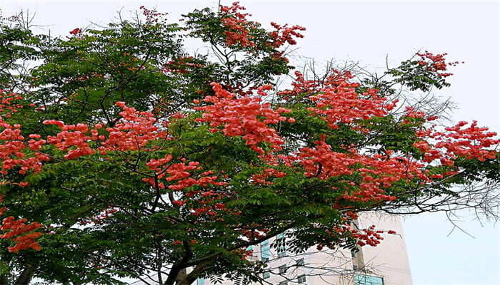 黃山欒樹(shù)