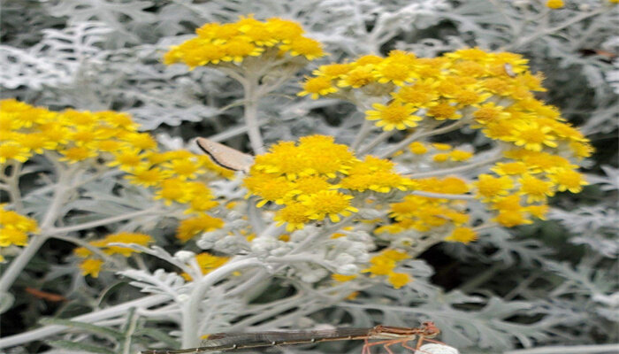 銀葉菊