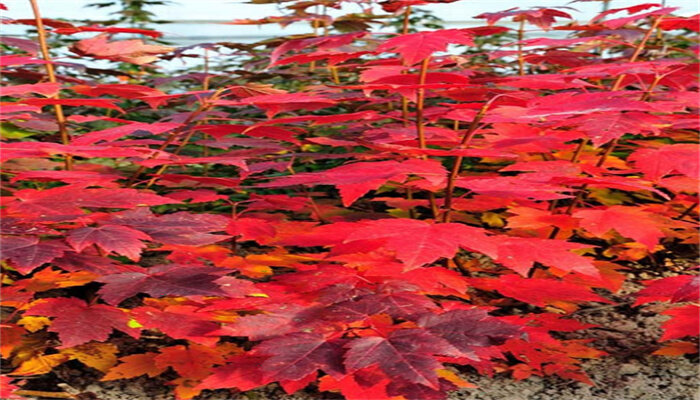 美國紅楓夏日紅楓