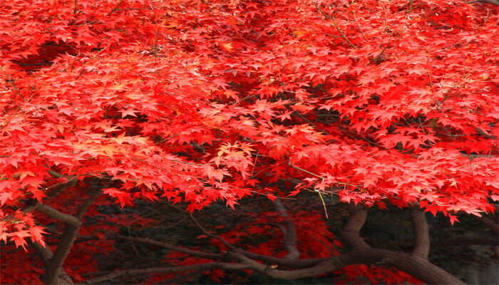 夏日紅