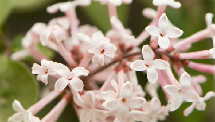 小叶巧玲花