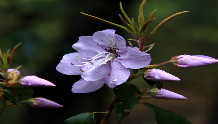 馬銀花