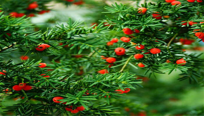 東北紅豆杉