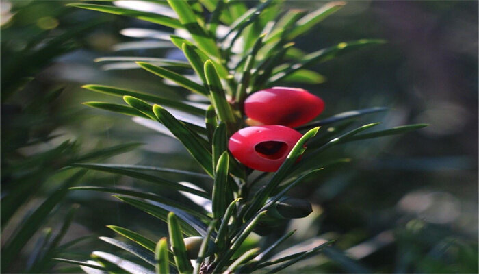 佛羅里達(dá)紅豆杉