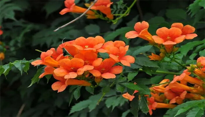 凌霄花1.jpg