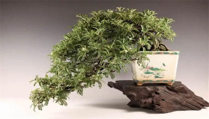 小石积盆1.jpg