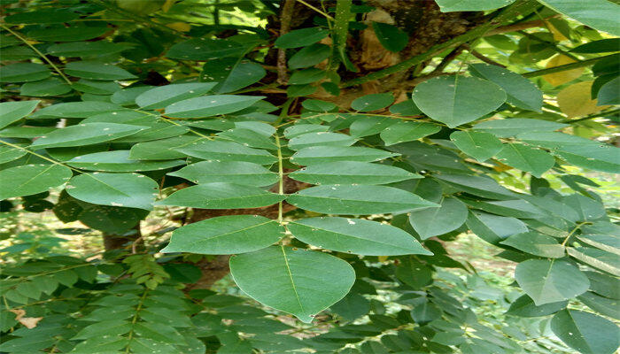 小叶紫檀5.jpg