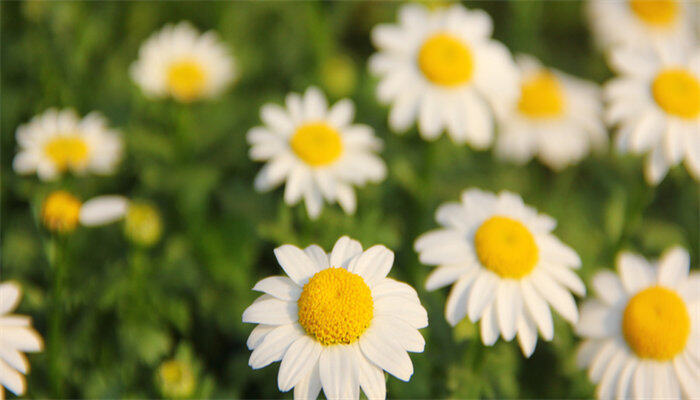 雏菊1.jpg