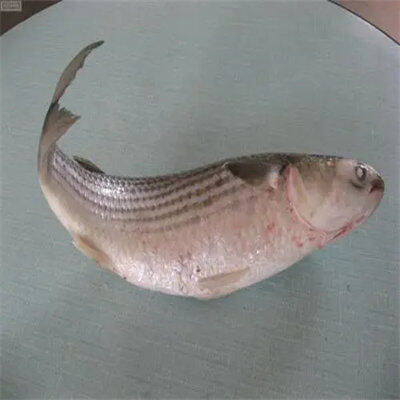 尖鳍金梭鱼