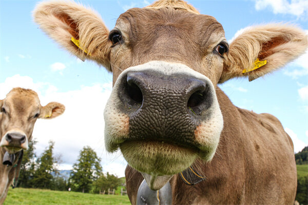 摄图网_324579566_紧贴一个健康的瑞士奶牛鱼眼场地家畜动物寻味农业蓝色草地生物哺乳动物(企业商用).jpg