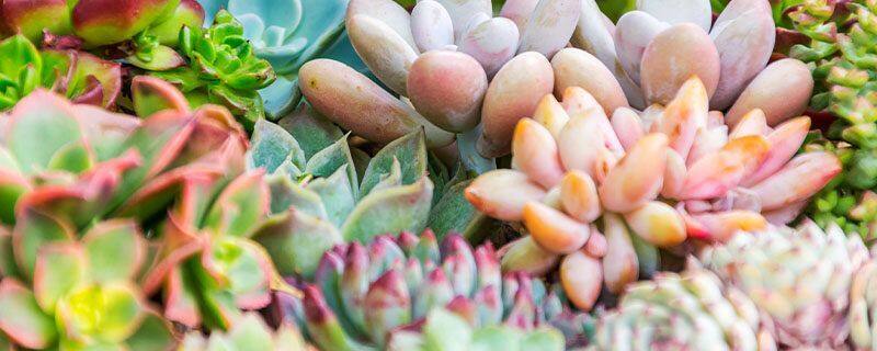 多肉口红吊兰的养殖方法和注意事项