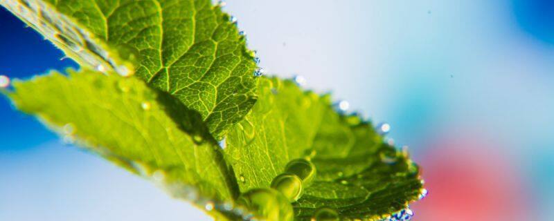 发财树刚买来怎么处理，能浇什么水，怎么养活