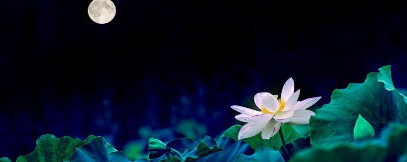 莲花几月开，怎么养