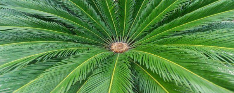 橄榄树的养殖方法和注意事项