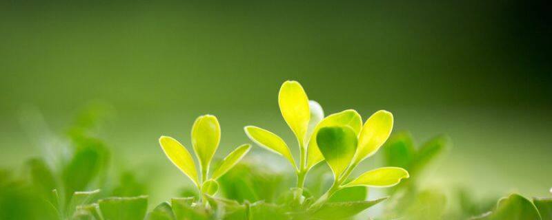 油茶树苗多少钱一棵