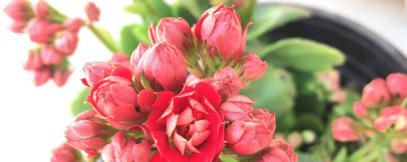 八棱海棠和西府海棠的区别