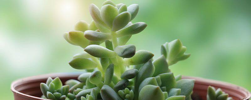 小米草的养殖方法和注意事项