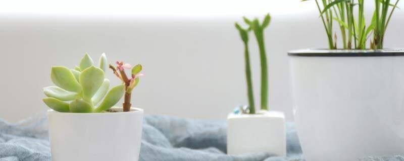 金钱树多少钱一盆