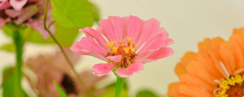 墨兰和剑兰的区别