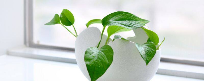 土培绿萝几天浇一次水