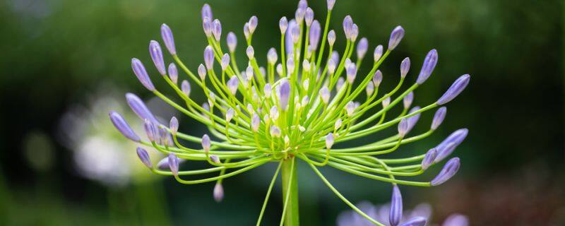 彼岸花的养殖方法