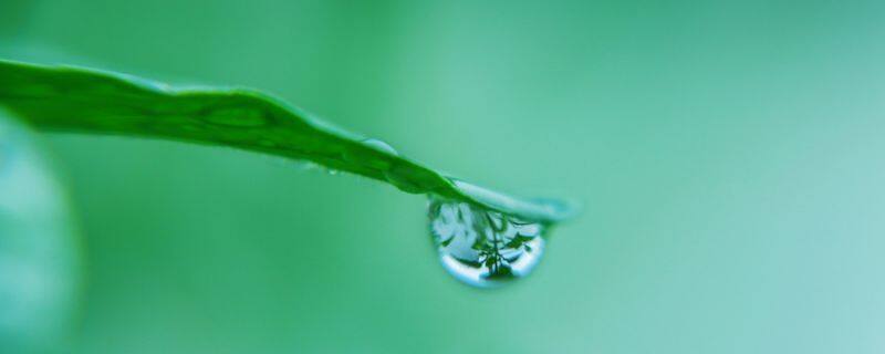 滴水观音和芋头的区别