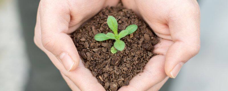 彩叶扶桑的养殖方法