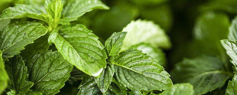 大卫的养殖方法和注意事项