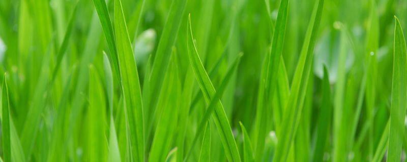 水蜜桃的养殖方法和注意事项