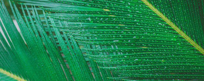 发财树和幸福树的区别