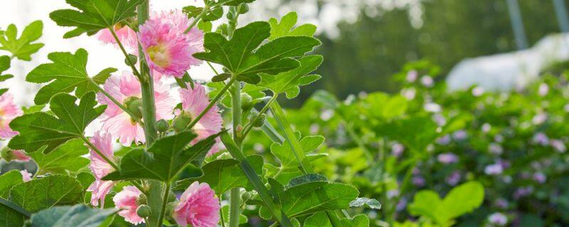 凤梨卡丽的花语