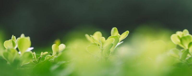 早开堇菜与紫花地丁的区别