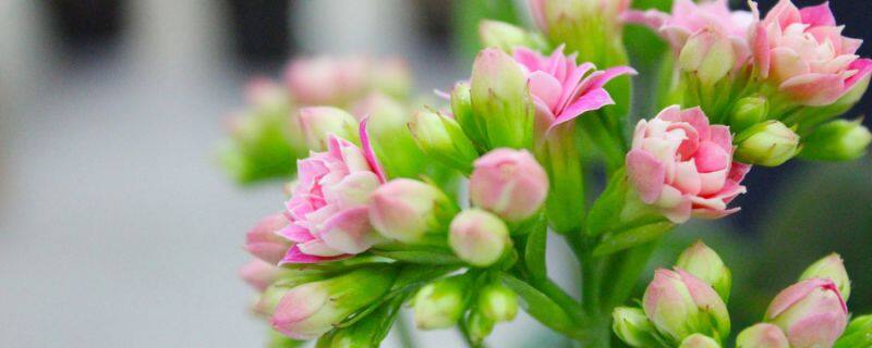 长寿花僵苗怎么办呢