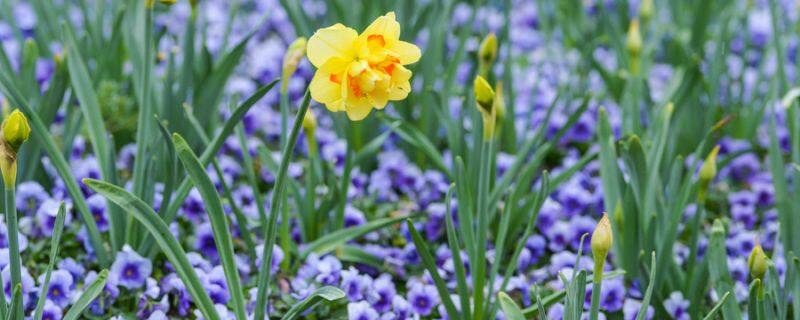 水仙花休眠期怎样养护