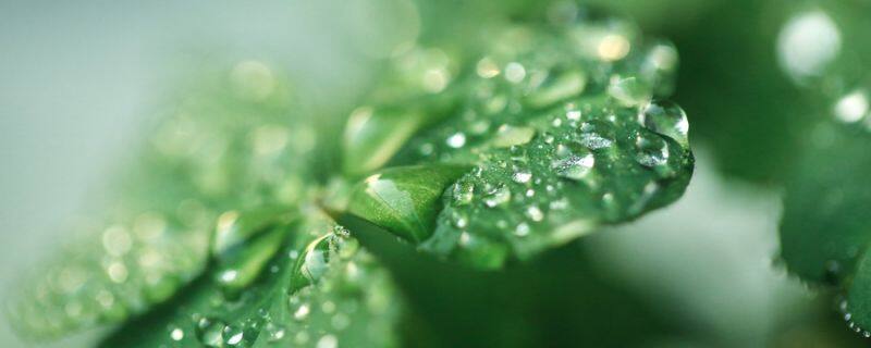 醋酱草和四叶草的区别