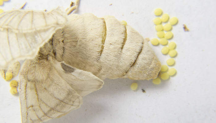 蚕宝宝吃什么_360快搜