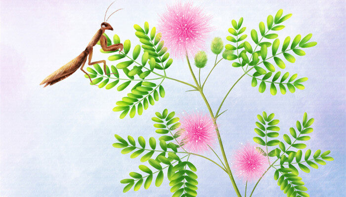 含羞草是喜阴还是喜阳植物