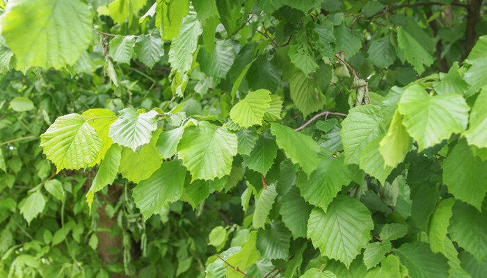 榛子樹長什麼樣 - 說植物