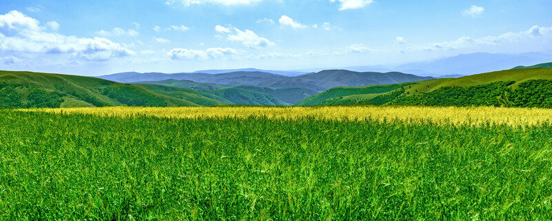 莜面是什么植物做成的