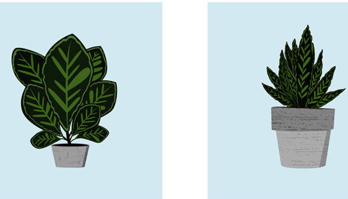 竹竽的养殖方法 - 说植物
